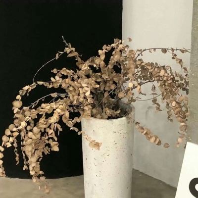 兽设校园场景创作兽圈社群